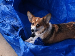 Maddie helping with sealing the front porch