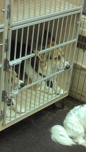 Maddie & Moli in time out together at daycare
