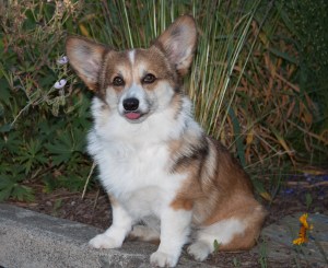 Maddie in front yard 2013-21