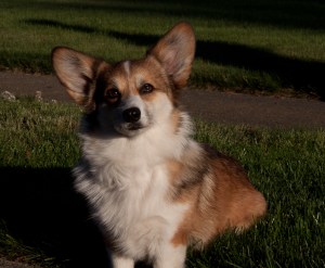 Maddie in front yard 2013-4