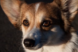 Maddie in front yard 2013-8