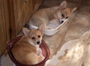 Don't all puppies sleep in bakeware?
