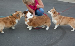 Spokane corgis meet Boise corgis