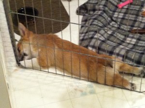 Corpedo Mk III, Mod 0