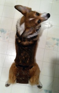 Corpedo Mk II, Mod I