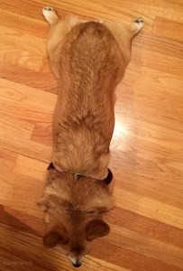 Corpedo Mk III, Mod I