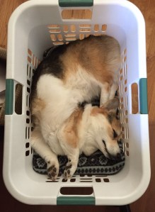 Moli in laundry basket