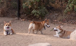L to R: Megwyn, Lincoln, Josie