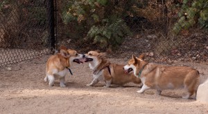 L to R: Lincoln, Megwyn, Josie