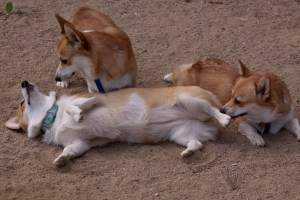 L to R: Josie, Lincoln, Megwyn